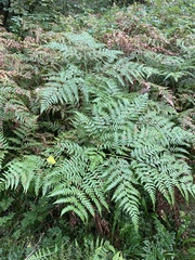 Pteridium
