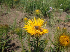 Berkheya insignis