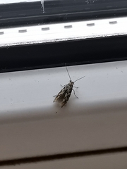 Phyllonorycter populifoliella