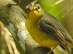 Basileuterus culicivorus