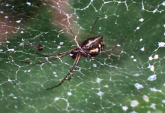 Frontinella pyramitela