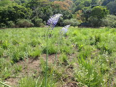 Merwilla plumbea