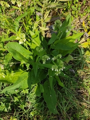 Symphytum officinale