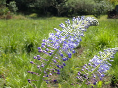 Merwilla plumbea