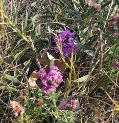 Liatris punctata nebraskana