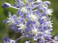 Merwilla plumbea