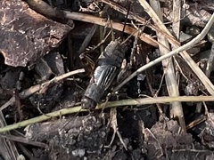 Allonemobius fasciatus