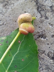 Pemphigus spyrothecae