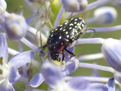 Oxythyrea marginalis