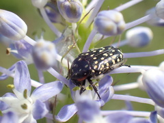 Oxythyrea marginalis