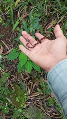 Geophis semidoliatus