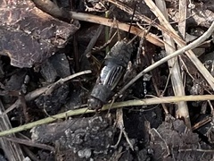 Allonemobius fasciatus