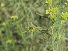 Catorhintha selector