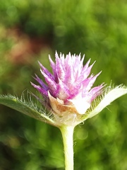 Gomphrena nitida