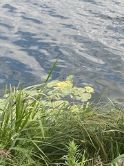 Nuphar lutea