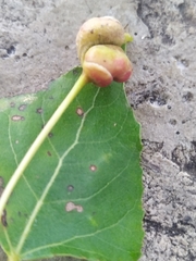 Pemphigus spyrothecae
