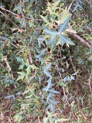 Berberis trifoliolata