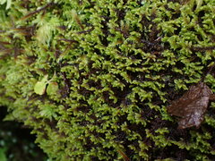 Hypnum dieckii