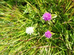 Gomphrena nitida