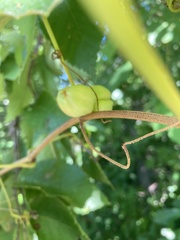 Ampelomyia vitispomum