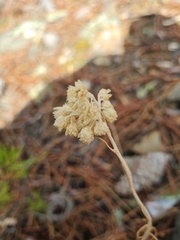 Helichrysum stoechas