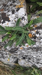 Asplenium ceterach
