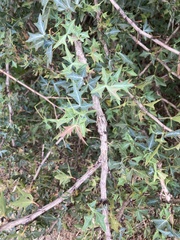 Berberis trifoliolata