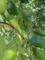 Ampelomyia vitispomum