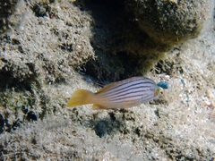 Epinephelus costae