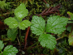 Tiarella trifoliata