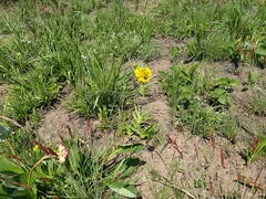 Berkheya rhapontica