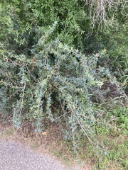 Berberis trifoliolata