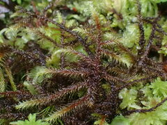 Rhytidiadelphus loreus