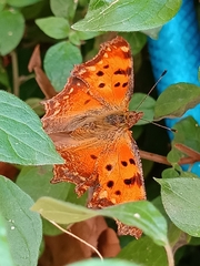 Polygonia egea