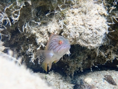 Epinephelus costae