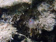 Epinephelus costae