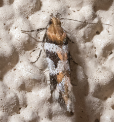 Aristotelia devexella