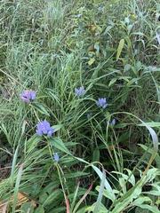 Gentiana saponaria