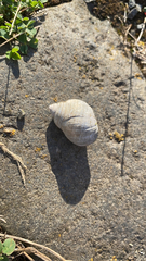 Caenogastropoda