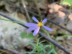 Ionactis linariifolia