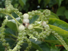 Heliotropium verdcourtii