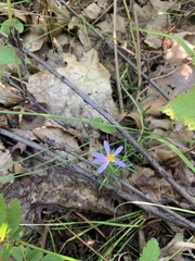 Ionactis linariifolia