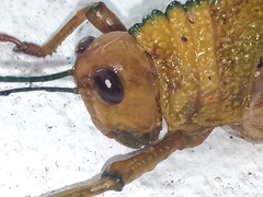 Tropidacris cristata