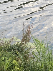 Lythrum salicaria