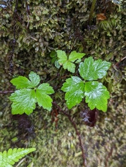 Tiarella trifoliata