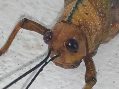 Tropidacris cristata