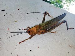 Tropidacris cristata