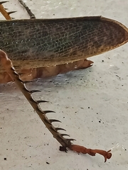 Tropidacris cristata