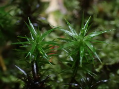 Polytrichastrum alpinum