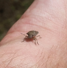 Holcostethus sphacelatus